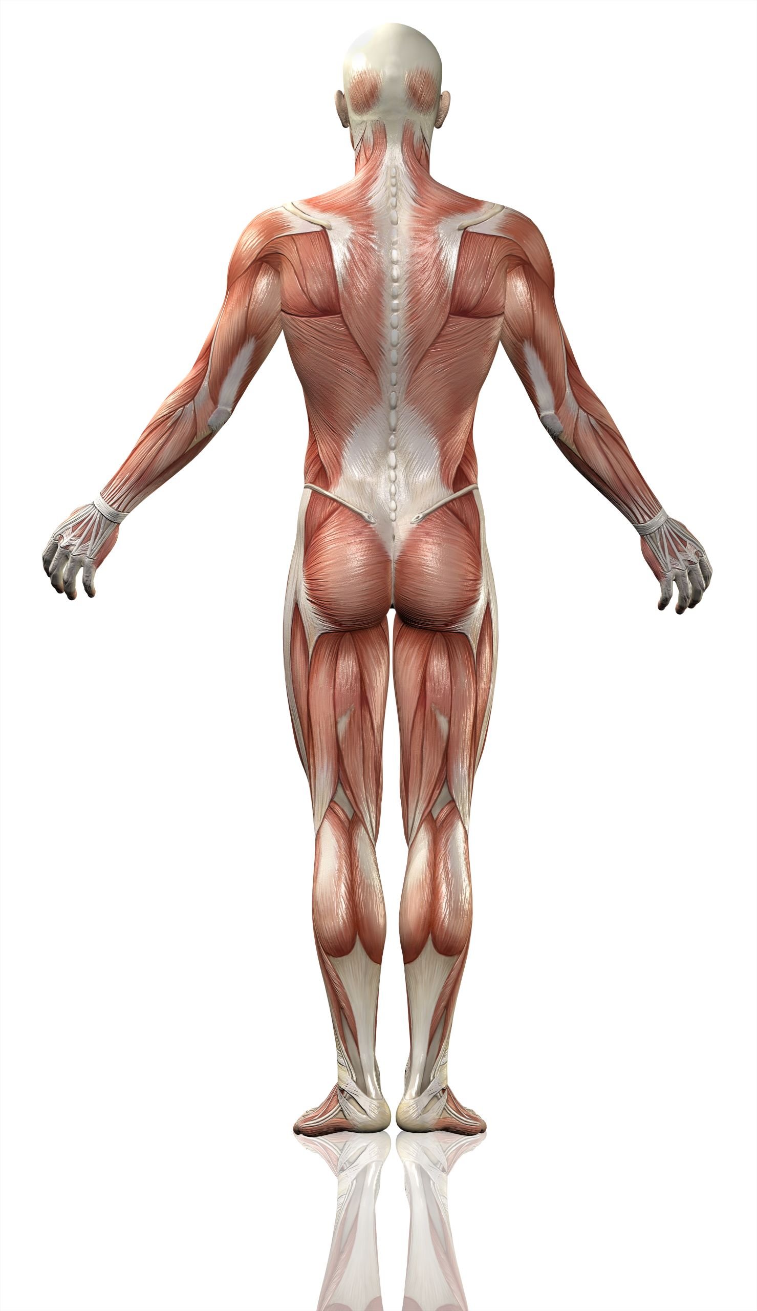 You Need to Do Swimmer Exercises